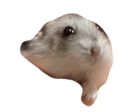 654279746