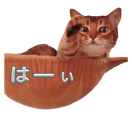 654461338