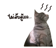 654776755