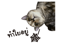 654776758