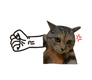 654776775
