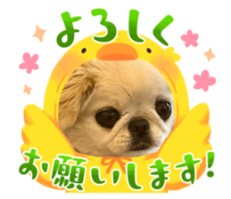 655274520