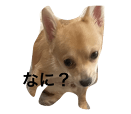 655335271