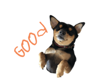 655946337