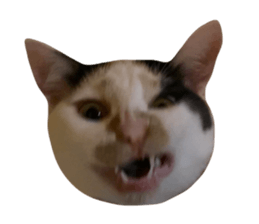 656413868