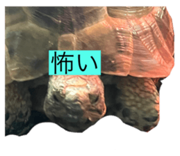 657323229