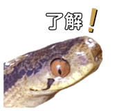 657362516