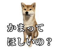 657972763