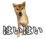 657972768
