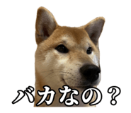 657972772