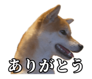 657972773