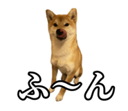 657972775