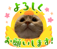 658437675