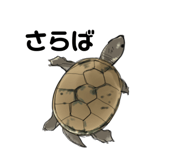 658757625