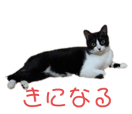 661237334