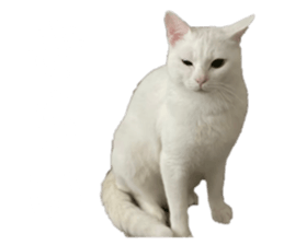 662187437