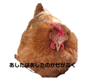 662515081