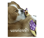 66366219