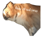 66366221