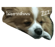 66366222