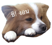 66366223