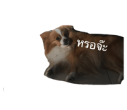 66366225