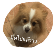66366226