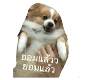 66366232