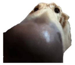 664109522