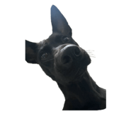 664544465