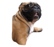 665862466