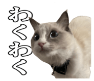 666717288