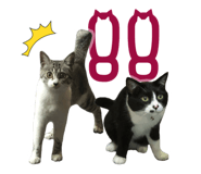 666721102