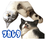 666721111