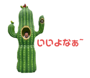 666763577