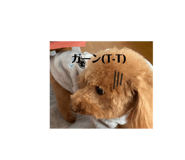 667254233