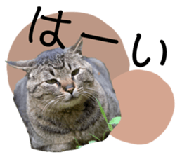 667274537