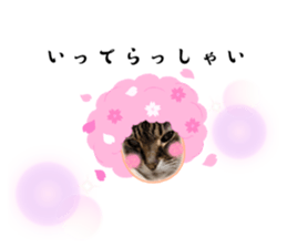 667456677