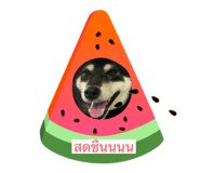 667665337
