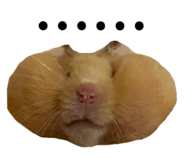 667736545