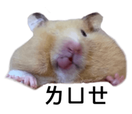 667736554