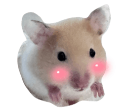 667807233