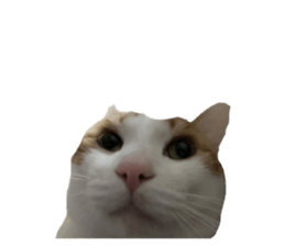 667870726