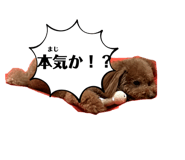 668152776