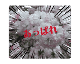 668493834