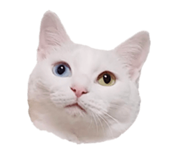 668805012