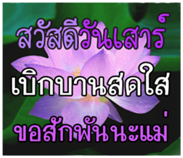 67033888