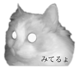 673411775