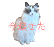 673686311