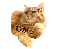 67465429